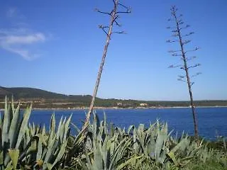 Actinia * 알게로